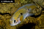cichlasoma amazonarum cichlasoma amazonarum