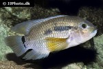 cichlasoma bimaculatum cichlasoma bimaculatum