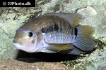 cichlasoma bimaculatum cichlasoma bimaculatum