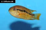 cichlasoma boliviense cichlasoma boliviense