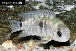 cichlasoma dimerus cichlasoma dimerus