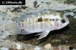 cichlasoma dimerus cichlasoma dimerus