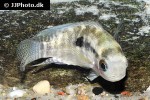 cichlasoma dimerus cichlasoma dimerus