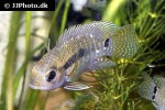 cichlasoma portalegrense cichlasoma portalegrense