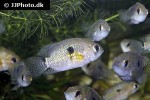 cichlasoma portalegrense cichlasoma portalegrense