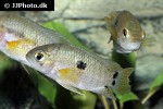 cichlasoma portalegrense cichlasoma portalegrense