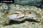 cichlasoma portalegrense cichlasoma portalegrense
