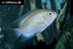 cichlasoma species ecuador cichlasoma species ecuador