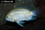 cichlasoma species ecuador cichlasoma species ecuador