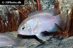 cichlasoma species ecuador cichlasoma species ecuador