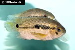 cichlasoma zarskei cichlasoma zarskei