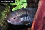 cichlasoma zarskei cichlasoma zarskei