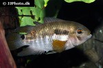 cichlasoma zarskei cichlasoma zarskei