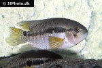 cichlasoma zarskei cichlasoma zarskei