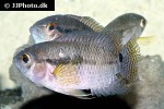 cichlasoma zarskei cichlasoma zarskei