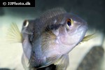 cichlasoma zarskei cichlasoma zarskei