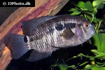 cichlasoma zarskei cichlasoma zarskei