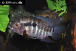 cichlasoma zarskei cichlasoma zarskei