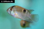 cleithracara maronii cleithracara maronii