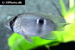 cleithracara maronii cleithracara maronii
