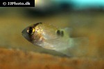 cleithracara maronii cleithracara maronii