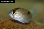 cleithracara maronii cleithracara maronii