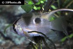 cleithracara maronii cleithracara maronii