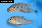 crenicara latruncularium crenicara latruncularium