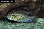 crenicara latruncularium crenicara latruncularium