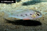 crenicara punctulata crenicara punctulata