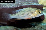 crenicara punctulata crenicara punctulata