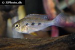 crenicara punctulata crenicara punctulata