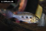crenicara punctulata crenicara punctulata