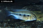 crenicara punctulata crenicara punctulata