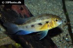crenicara punctulata crenicara punctulata