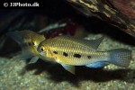 crenicara punctulata crenicara punctulata
