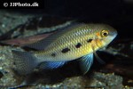 crenicara punctulata crenicara punctulata