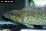 crenicichla cf lacustris crenicichla cf lacustris