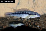 crenicichla punctata crenicichla punctata