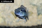crenicichla punctata crenicichla punctata
