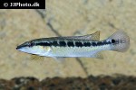 crenicichla punctata crenicichla punctata