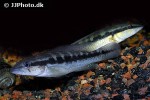 crenicichla punctata crenicichla punctata