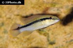 crenicichla scottii crenicichla scottii