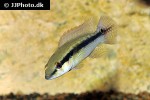 crenicichla scottii crenicichla scottii
