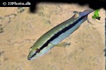 crenicichla scottii crenicichla scottii