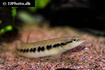 crenicichla sedentaria crenicichla sedentaria