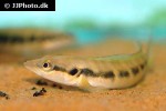 crenicichla sedentaria crenicichla sedentaria
