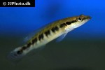 crenicichla sedentaria crenicichla sedentaria