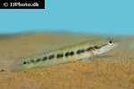 crenicichla sedentaria crenicichla sedentaria