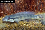 crenicichla species belly crawler crenicichla species belly crawler